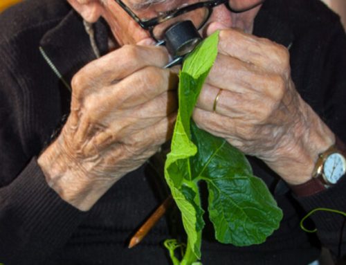 Le fonds Alfred Hérault